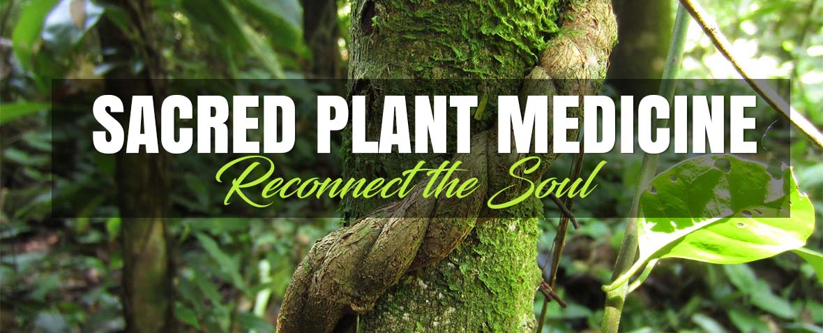 Sacred Plant Medicine