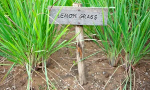 Lemongrass Tea