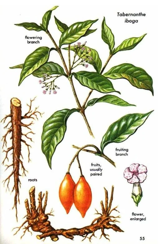 tabernathe iboga plant description