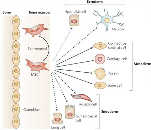 Mesenchymal stem cells used in stem cell therapy for knees