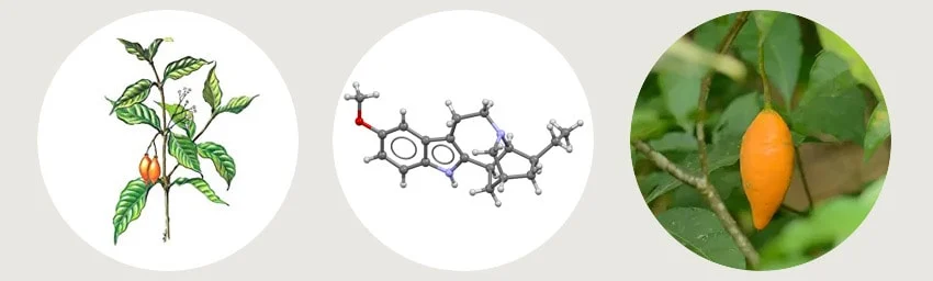 What is Ibogaine