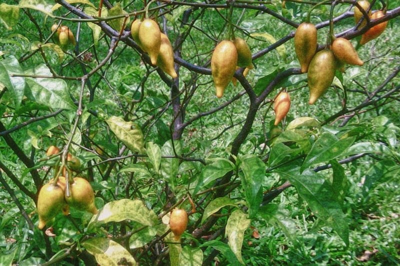 Ibogaine Treatment: Preparing the Addict for Administration of Ibogaine